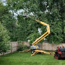 How Our Tree Care Process Works  in  Youngwood, PA