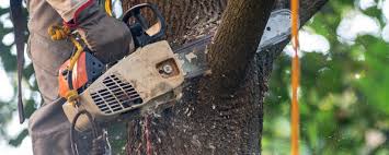 Best Tree Disease Treatment  in Youngwood, PA