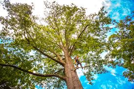 Best Aeration Services  in Youngwood, PA