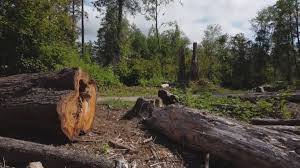 Best Utility Line Clearance  in Youngwood, PA