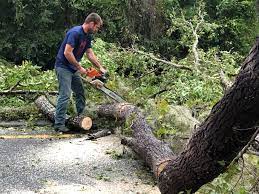  Youngwood, PA Tree Care Pros