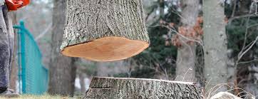 Best Lawn Pest Prevention  in Youngwood, PA