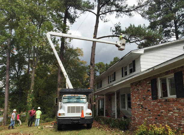Best Commercial Tree Services  in Youngwood, PA