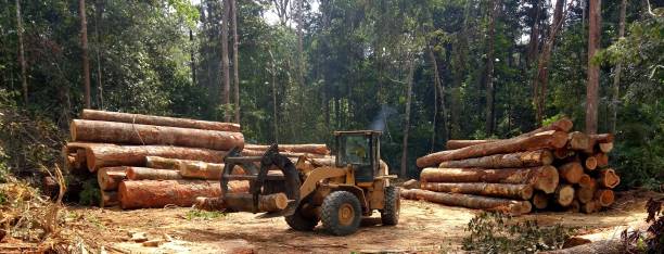 Best Tree Fertilization  in Youngwood, PA