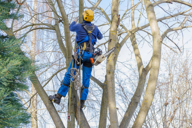 Best Weed Control  in Youngwood, PA