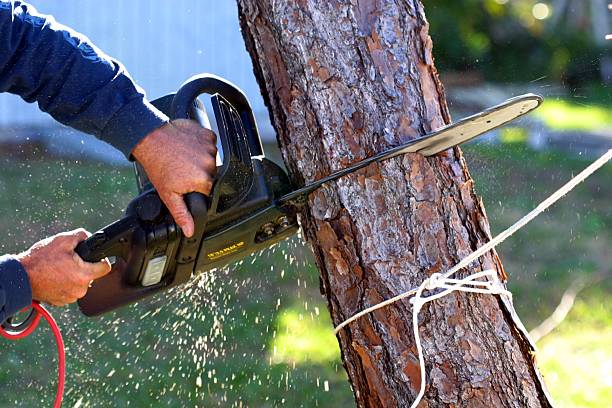 Lawn Maintenance Plans in Youngwood, PA