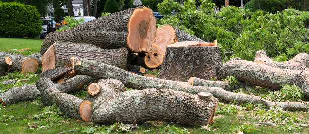 Best Hazardous Tree Removal  in Youngwood, PA