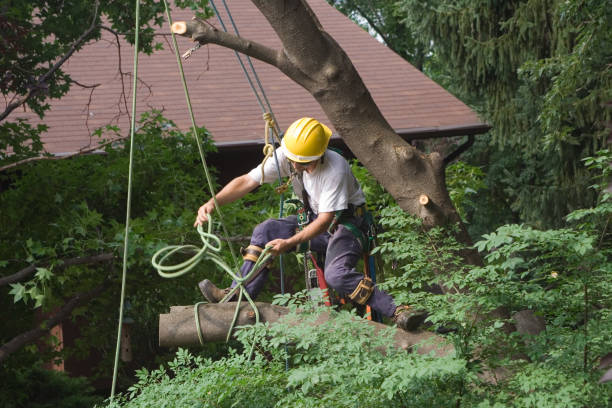Best Fruit Tree Pruning  in Youngwood, PA