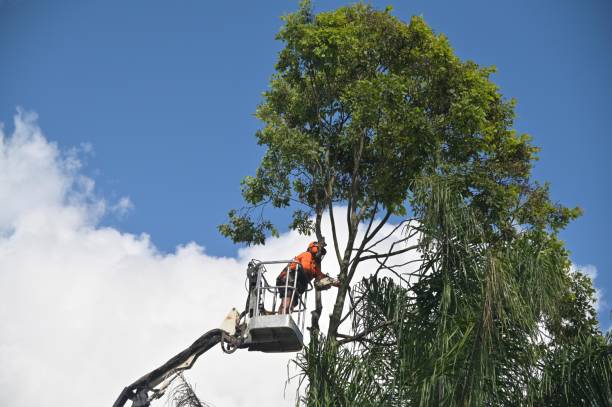 Best Landscape Design and Installation  in Youngwood, PA