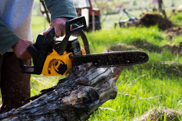 Best Tree Cabling and Bracing  in Youngwood, PA