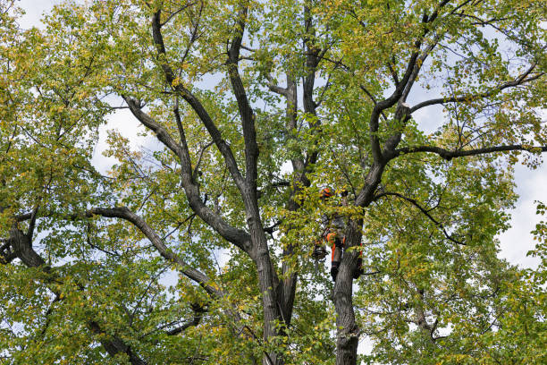 Youngwood, PA Tree Care Company